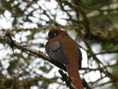 Trogon personatus