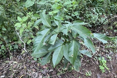 Platymiscium dimorphandrum