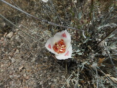 Calochortus venustus
