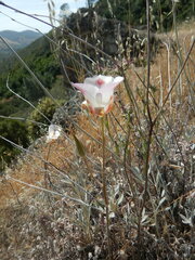 Calochortus venustus