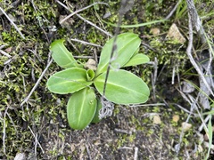 Primula clevelandii