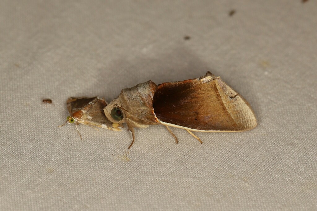 Gonodonta sicheas