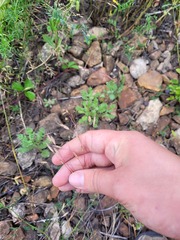 Bromus arvensis
