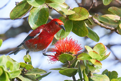 Himatione sanguinea