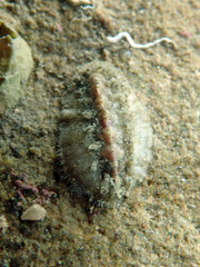 Acanthochitona fascicularis
