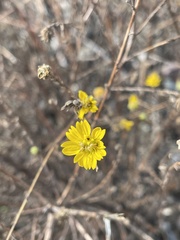 Deinandra paniculata