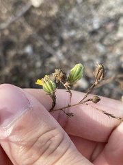 Deinandra paniculata