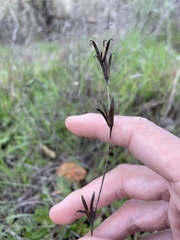 Diplacus aurantiacus