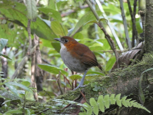 White-bellied Antpitta (Grallaria hypoleuca), photo 10