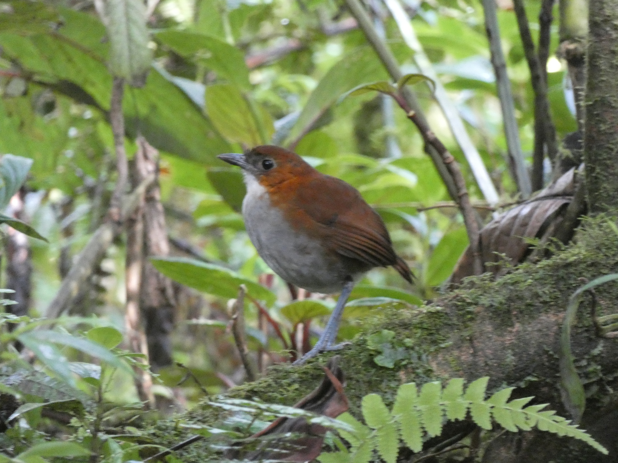 White-bellied Antpitta (Grallaria hypoleuca), photo 10