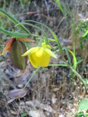 Calochortus pulchellus