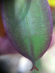 Calochortus pulchellus