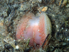 Limaria tuberculata