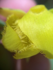 Calochortus pulchellus