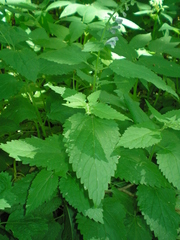 Scutellaria altissima