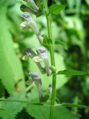 Scutellaria altissima