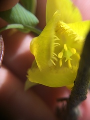 Calochortus pulchellus