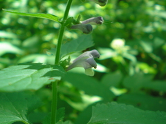 Scutellaria altissima