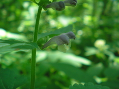 Scutellaria altissima