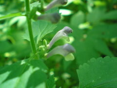 Scutellaria altissima