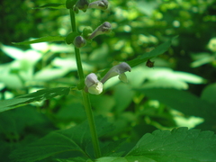 Scutellaria altissima
