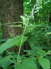 Scutellaria altissima