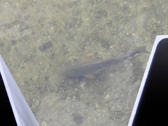 Sciaenops ocellatus