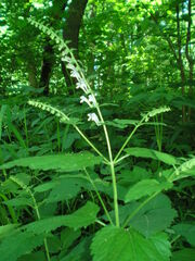 Scutellaria altissima