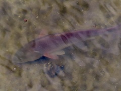Sciaenops ocellatus