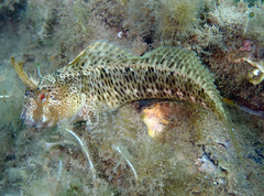 Parablennius tentacularis