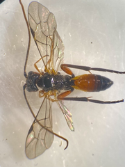 Scolobates auriculatus