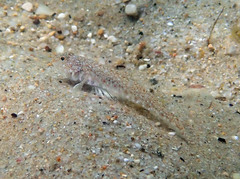 Pomatoschistus marmoratus