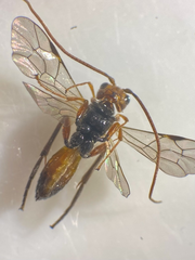 Scolobates auriculatus