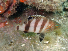 Serranus hepatus