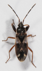 Eremocoris borealis