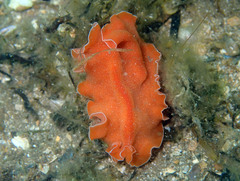 Yungia aurantiaca
