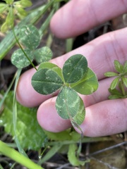 Trifolium hirtum