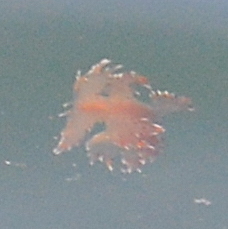 Dendronotus iris