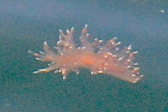 Dendronotus iris
