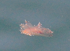 Dendronotus iris