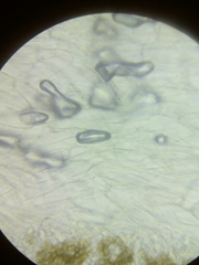 Cortinarius glaucocyanopus