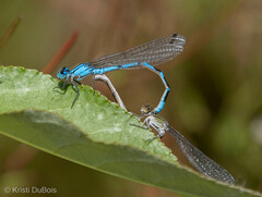 Enallagma annexum