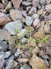 Myosotis sparsiflora
