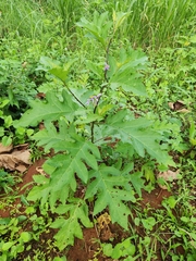 Solanum