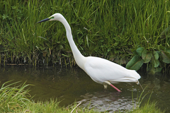 Ardea alba