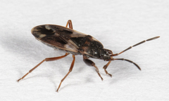 Eremocoris borealis