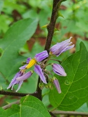 Solanum