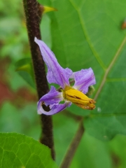 Solanum