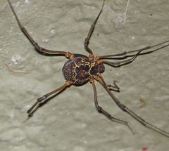 Eucynortula albipunctata