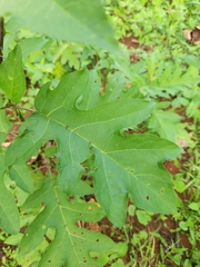 Solanum